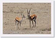 07IntoNgorongoro - 089 * Thompson's Gazelle.